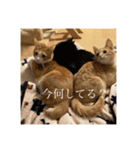 R家の猫たち（個別スタンプ：21）