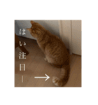 R家の猫たち（個別スタンプ：22）