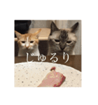 R家の猫たち（個別スタンプ：33）