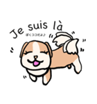 マオちゃんちのクウちゃん(仏語ver.)（個別スタンプ：19）
