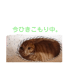 虎猫とらちゃん（個別スタンプ：10）