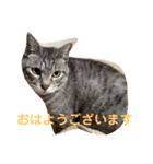 猫好きの猫好きの為のスタンプ。（個別スタンプ：1）