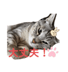 猫好きの猫好きの為のスタンプ。（個別スタンプ：9）