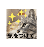 猫好きの猫好きの為のスタンプ。（個別スタンプ：13）