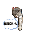 猫好きの猫好きの為のスタンプ。（個別スタンプ：19）