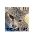 猫好きの猫好きの為のスタンプ。（個別スタンプ：27）