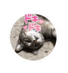 猫好きの猫好きの為のスタンプ。（個別スタンプ：28）