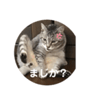 猫好きの猫好きの為のスタンプ。（個別スタンプ：31）