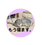 猫好きの猫好きの為のスタンプ。（個別スタンプ：37）