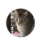 猫好きの猫好きの為のスタンプ。（個別スタンプ：39）