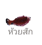 タイ国鉄南本線熱帯魚写真海月水族館③（個別スタンプ：12）