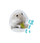 はむずだよ4（個別スタンプ：1）