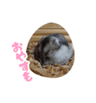 はむずだよ4（個別スタンプ：3）