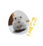はむずだよ4（個別スタンプ：6）