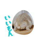 はむずだよ4（個別スタンプ：13）
