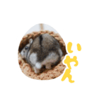 はむずだよ4（個別スタンプ：19）
