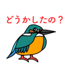 かわせみのキキ君（個別スタンプ：1）