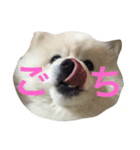 this is 毛玉2（個別スタンプ：3）
