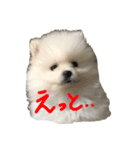 this is 毛玉2（個別スタンプ：5）