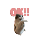 猫田ぷく（個別スタンプ：1）
