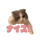 猫田ぷく（個別スタンプ：3）