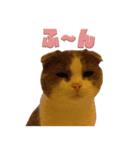 猫田ぷく（個別スタンプ：4）