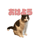 猫田ぷく（個別スタンプ：5）