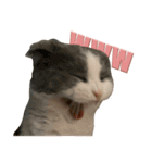 猫田ぷく（個別スタンプ：7）