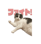 猫田ぷく（個別スタンプ：8）