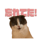 猫田ぷく（個別スタンプ：10）