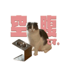 猫田ぷく（個別スタンプ：12）