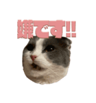 猫田ぷく（個別スタンプ：13）