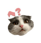 猫田ぷく（個別スタンプ：14）