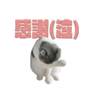 猫田ぷく（個別スタンプ：15）