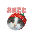 猫田ぷく（個別スタンプ：16）