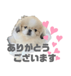 5ペキLIFE（個別スタンプ：1）