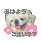5ペキLIFE（個別スタンプ：10）