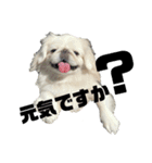 5ペキLIFE（個別スタンプ：18）