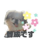 5ペキLIFE（個別スタンプ：20）