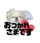 ペキ5LIFE（個別スタンプ：4）