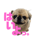 ペキ5LIFE（個別スタンプ：6）