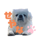 ペキ5LIFE（個別スタンプ：19）