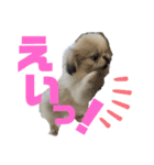 ペキ5LIFE（個別スタンプ：20）