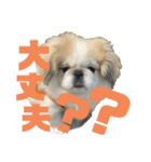 ペキ5LIFE（個別スタンプ：22）