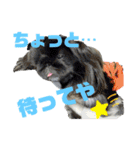 ペキ5LIFE（個別スタンプ：34）