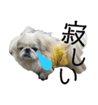 ペキ5LIFE（個別スタンプ：38）