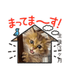 おてんば娘チャチャチャ（個別スタンプ：1）