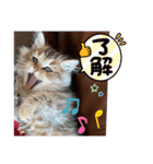 おてんば娘チャチャチャ（個別スタンプ：7）