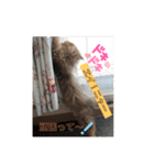 おてんば娘チャチャチャ（個別スタンプ：14）
