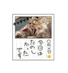 おてんば娘チャチャチャ（個別スタンプ：15）